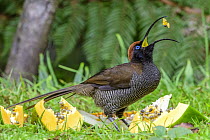 Brown Sicklebill (Epimachus meyeri) feeding on fruit, Kumul Lodge, Papua New Guinea