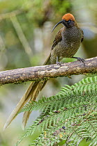 Brown Sicklebill (Epimachus meyeri), Kumul Lodge, Papua New Guinea