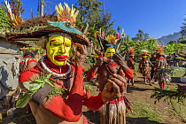 Huli tribe men preparing for show, Enga Show, Wabag, Western Highlands, Papua New Guinea