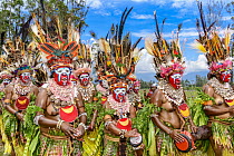 Dei Mala tribe women sing-sing performing, Mount Hagen Show, Western Highlands, Papua New Guinea