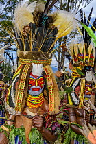 Gaim Engual Kuruware tribe men performing with massive head dresses made from human hair and adorned with various birds of paradise feathers, Mount Hagen Show, Western Highlands, Papua New Guinea