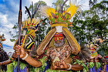 Gaim Engual Kuruware tribe men performing with massive head dresses made from human hair and adorned with various birds of paradise feathers, Mount Hagen Show, Western Highlands, Papua New Guinea