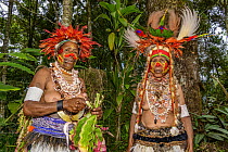 Indigenous women getting ready to perform, Paiya Village Mini Show, Western Highlands, Papua New Guinea
