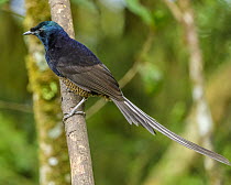 Ribbon-tailed Astrapia (Astrapia mayeri), Kumul Lodge, Papua New Guinea