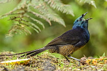 Ribbon-tailed Astrapia (Astrapia mayeri) calling, Kumul Lodge, Papua New Guinea