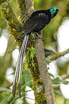 Ribbon-tailed Astrapia (Astrapia mayeri), Kumul Lodge, Papua New Guinea