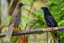 Brown Sicklebill (Epimachus meyeri) and Ribbon-tailed Astrapia (Astrapia mayeri), Kumul Lodge, Papua New Guinea