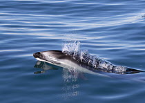 Pacific White-sided Dolphin (Lagenorhynchus obliquidens) surfacing, Mission Beach, San Diego, California
