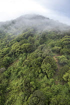Forested hills and mist, Ngong Hills, Kenya