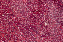 Red algae and salt formations in alkaline Lake Natron, Tanzania