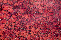 Red algae and salt formations on alkaline Lake Natron, Tanzania