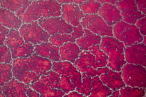 Red algae and salt formations, Lake Natron, Tanzania