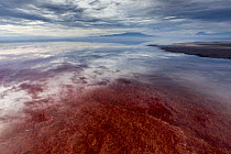 Red algae and salt formations, Lake Natron, Ol Doinyo Lengai, Tanzania