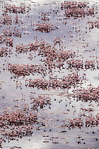 Lesser Flamingo (Phoenicopterus minor) nesting colony, Lake Natron, Tanzania