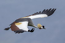 Grey Crowned Crane (Balearica regulorum) flying, Ngorongoro Conservation Area, Tanzania
