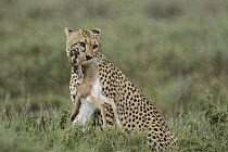 Cheetah (Acinonyx jubatus) with Thomson's Gazelle (Eudorcas thomsoniI) young prey during rainfall, Ngorongoro Conservation Area, Tanzania