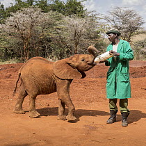 African Elephant (Loxodonta africana) orphaned calf bottle feeding, David Sheldrick Wildlife Trust, Nairobi, Kenya