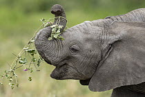 African Elephant (Loxodonta africana) calf feeding, Ngorongoro Conservation Area, Tanzania