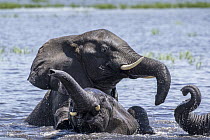 African Elephant (Loxodonta africana) group playing in water, Chobe River, Chobe National Park, Botswana
