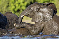 African Elephant (Loxodonta africana) calves playing in water, Chobe River, Chobe National Park, Botswana