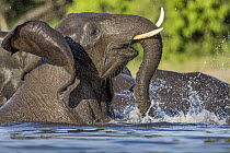 African Elephant (Loxodonta africana) playing in water, Chobe River, Chobe National Park, Botswana