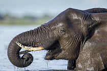 African Elephant (Loxodonta africana) drinking, Chobe River, Chobe National Park, Botswana