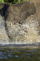 African Elephant (Loxodonta africana) calf playing in water, Chobe River, Chobe National Park, Botswana