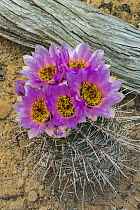 Whipple's Fishhook Cactus (Sclerocactus whipplei) flowering, Arches National Park, Utah