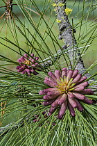 Jeffrey Pine (Pinus jeffreyi) female cones, Yosemite National Park, California