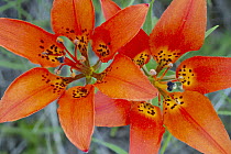 Wood Lily (Lilium philadelphicum) flowers, Theodore Roosevelt National Park, North Dakota