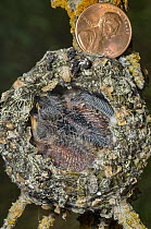 Broad-tailed Hummingbird (Selasphorus platycercus) chicks in nest, Grand Teton National Park, Wyoming