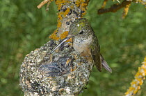 Broad-tailed Hummingbird (Selasphorus platycercus) mother at nest with chicks, Grand Teton National Park, Wyoming