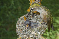 Broad-tailed Hummingbird (Selasphorus platycercus) mother feeding chicks in nest, Grand Teton National Park, Wyoming