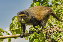 Golden Monkey (Cercopithecus kandti), Parc National des Volcans, Rwanda