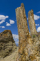 Petrified trees, Specimen Ridge, Yellowstone National Park, Wyoming