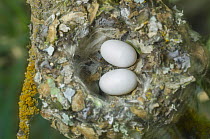 Broad-tailed Hummingbird (Selasphorus platycercus) nest with eggs, Grand Teton National Park, Wyoming