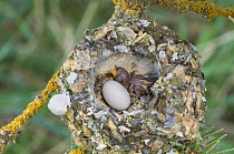 Broad-tailed Hummingbird (Selasphorus platycercus) chick and unhatched egg in nest, Grand Teton National Park, Wyoming