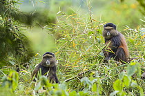 Golden Monkey (Cercopithecus kandti) pair, Parc National des Volcans, Rwanda
