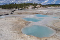 Hot springs, Porcelain Basin, Norris Geyser Basin, Yellowstone National Park, Wyoming