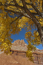Cottonwood (Populus sp) tree and rock formation in autumn, The Castle, Capitol Reef National Park, Utah
