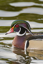 Wood Duck (Aix sponsa) male in breeding plumage, California