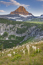 Bear Grass (Xerophyllum tenax) flowering, Mount Reynolds, Glacier National Park, Montana