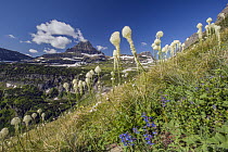 Bear Grass (Xerophyllum tenax) flowering, Mount Reynolds, Glacier National Park, Montana