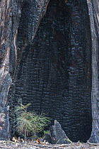 Ponderosa Pine (Pinus ponderosa) new sapling with burned tree behind, Yosemite National Park, California