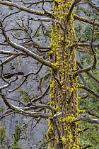 Incense Cedar (Calocedrus decurrens) tree with lichen, Yosemite National Park, California