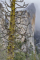 Incense Cedar (Calocedrus decurrens) tree, Leaning Tower, Yosemite National Park, California