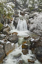 Creek during spring snowfall, Cascade Creek, Yosemite National Park, California