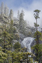 Incense Cedar (Calocedrus decurrens) trees and waterfall, Cascade Creek, Yosemite National Park, California