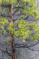 Incense Cedar (Calocedrus decurrens) tree, Yosemite National Park, California