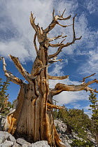Great Basin Bristlecone Pine (Pinus longaeva) tree, Great Basin National Park, Nevada